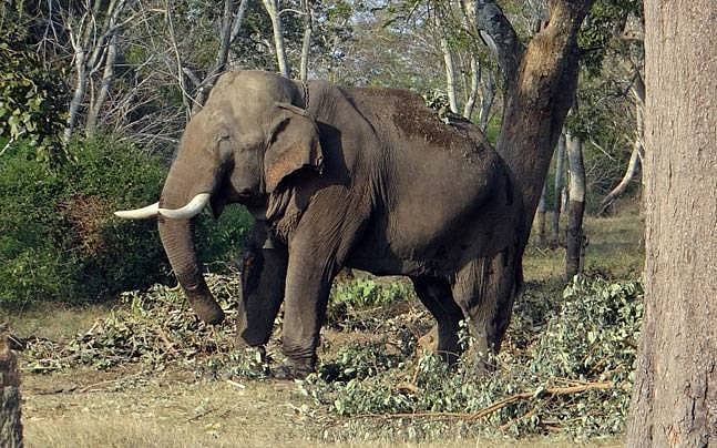 PTI : Jharkhand elephant attack.(Representational image) |